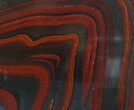 Polished Tiger Iron Stromatolite - ( Billion Years) #62731-1